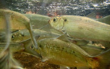 Alewives, a species of river herring, make their way from the Atlantic Ocean to a pond on land.